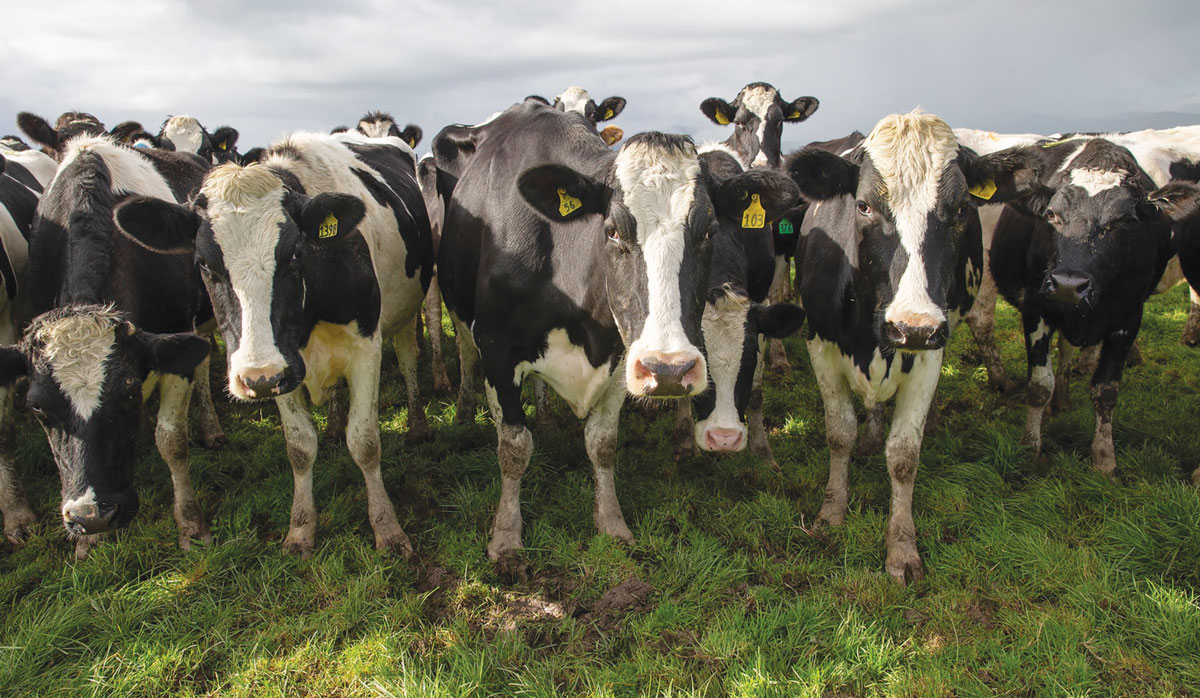 Cow Faces 12 FBTW