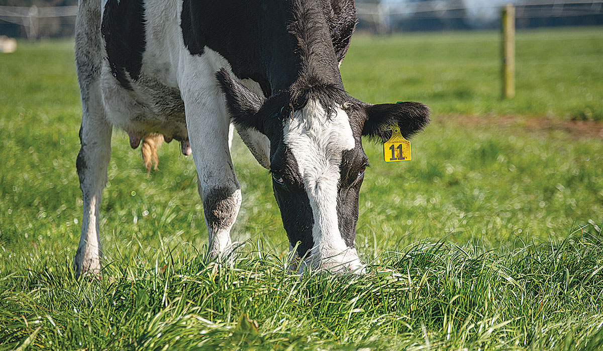 Cow eating grass 6 FBTW