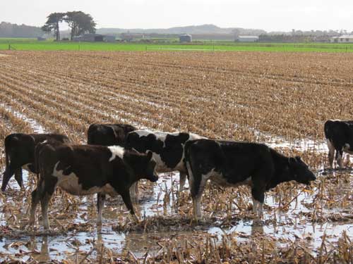 Cows-in-maize