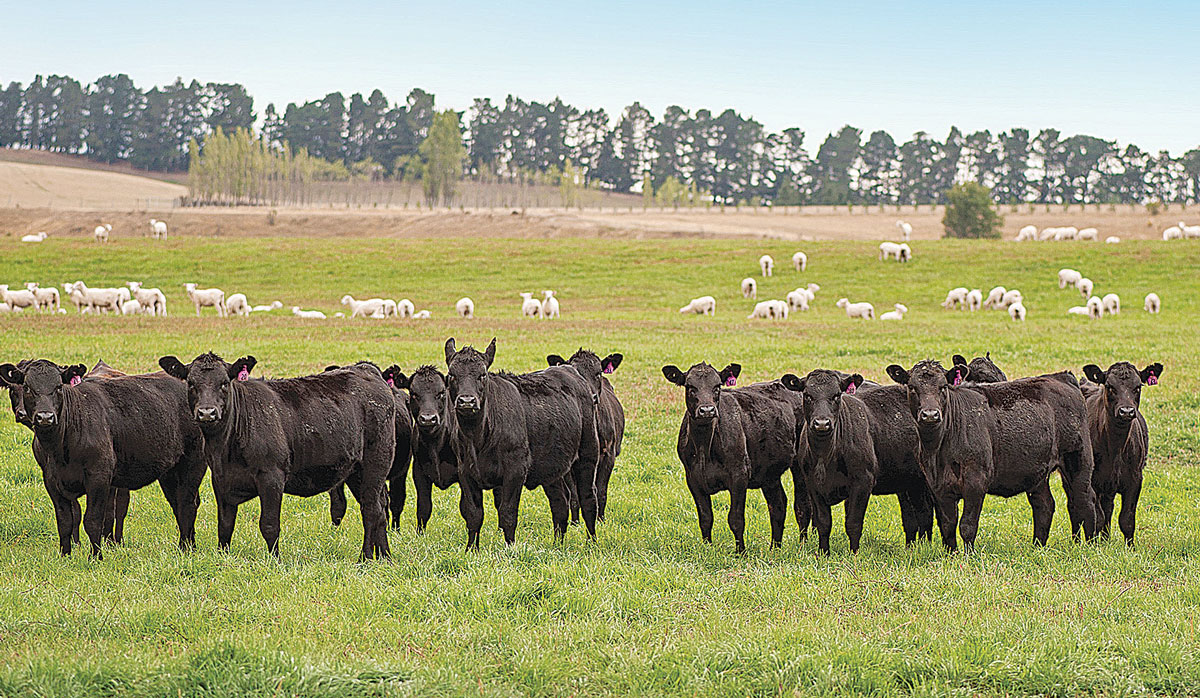 Cows in paddock 3 FBTW