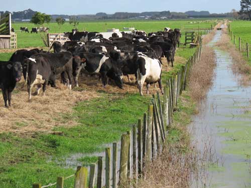 Cows-on-high-ground2