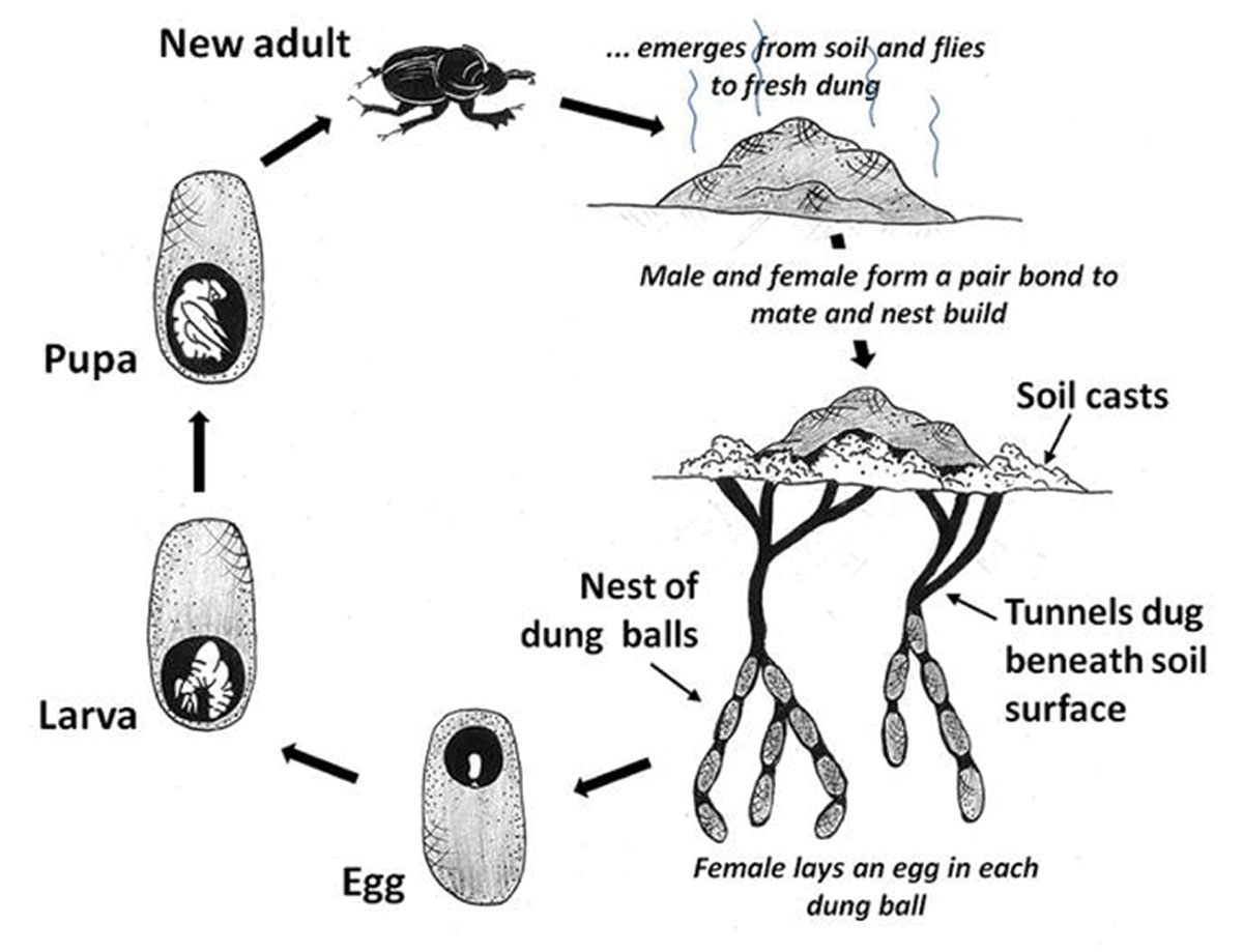 DUNG BEETLE LIFECYCLE