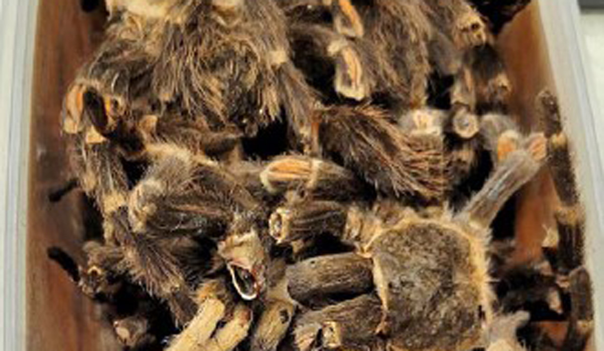 Dead tarantulas found by Biosecurity New Zealand quarantine officers FBTW
