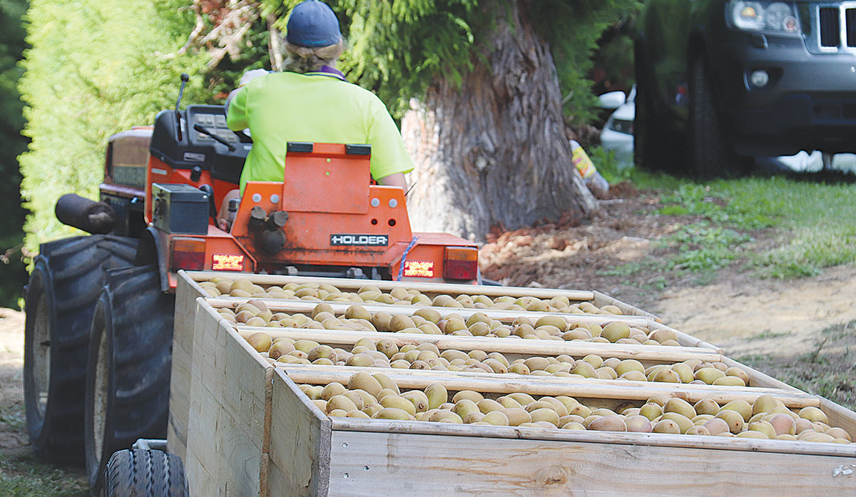 Kiwifruit harvest 3 FBTW