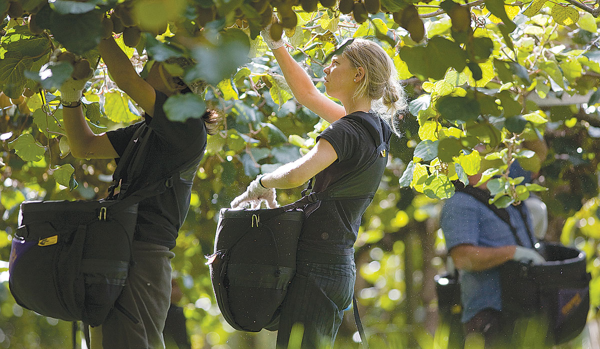 Kiwifruit picking 5 FBTW