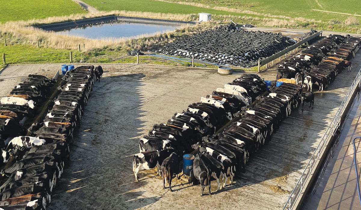 Lyncrest Holstein Friesian FBTW