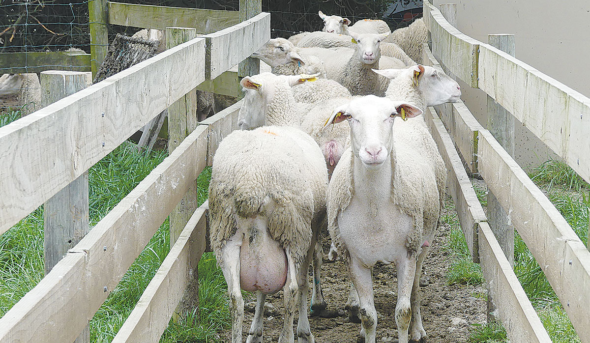 Matt and Tracey Jones Sheep FBTW