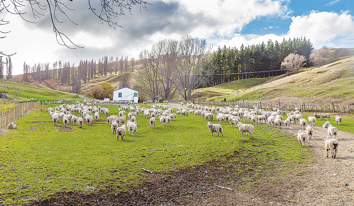 McLean family farm Hawkes Bay FBTW