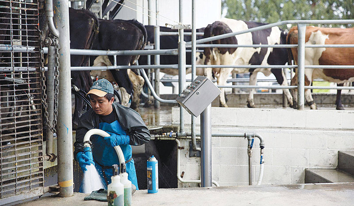 Migrant dairy worker FBTW