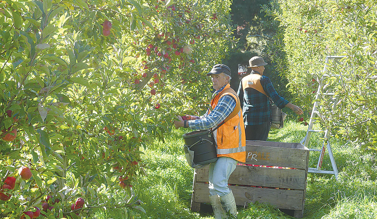 Mill Orchard Apple Picking FBTW