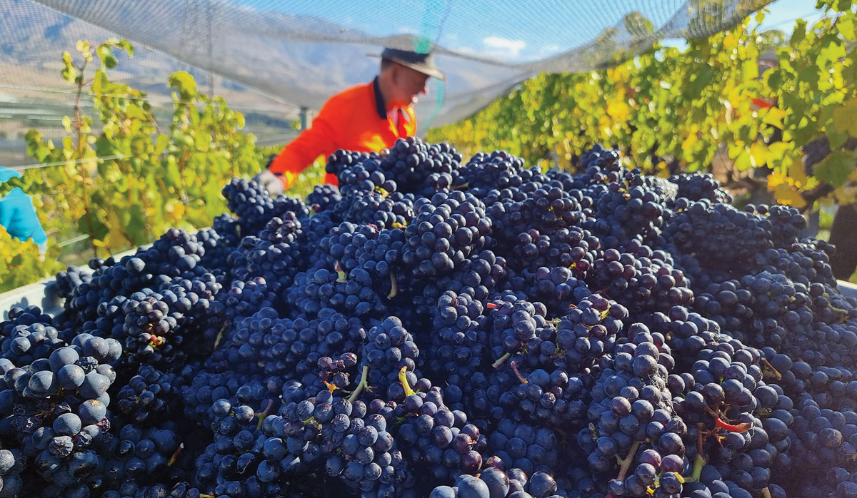 Mishas Vineyard Harvest 2022 FBTW