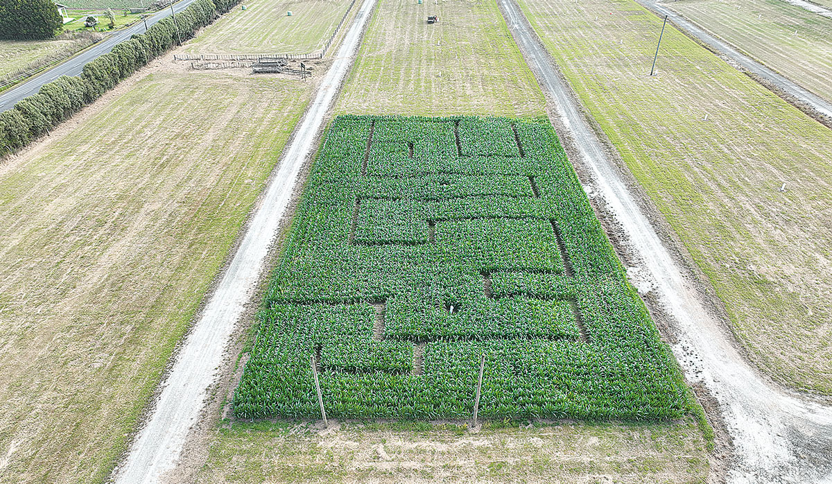 Northland Field Days Maze FBTW