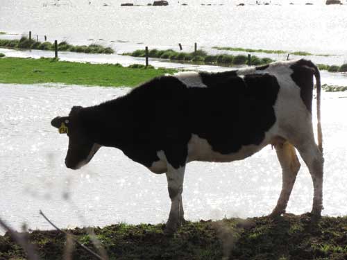 One-cow-manages-to-stay-away-from-the-rising-floodwaters-on-Murray-Moxhams-farm
