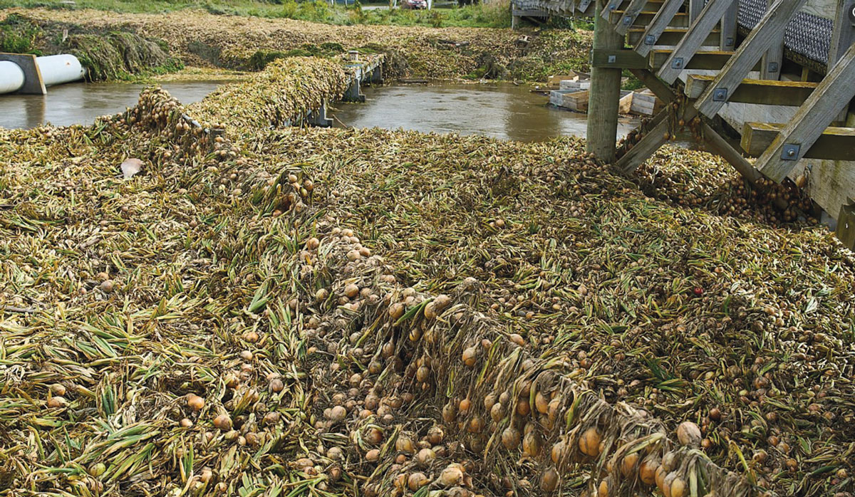 Onions Post Cyclone Gabrielle Photo Credit Mark Sudfelt FBTW