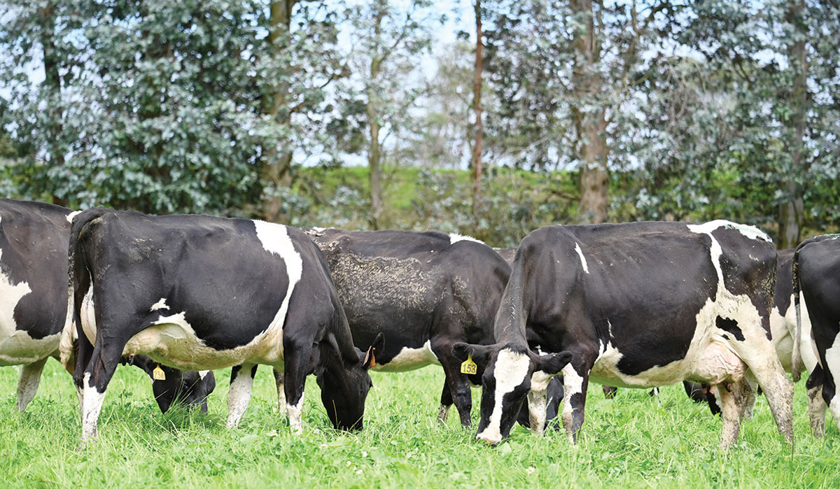 Renae and James Martin herd FBTW
