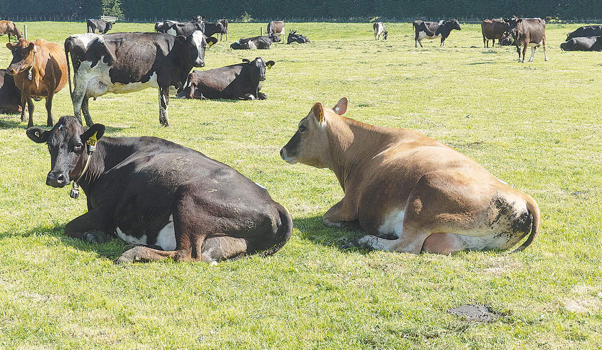 Resting Cows LUDF FBTW