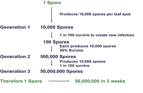 Spores-diagram