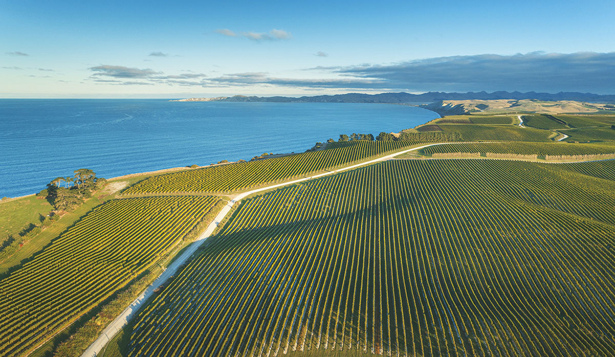 Yealands Coastal Block FBTW