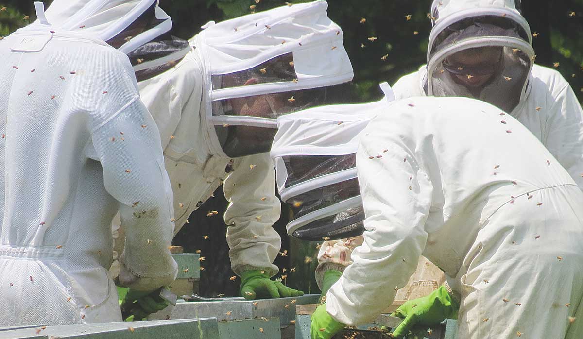 beekeepers 4 FBTW