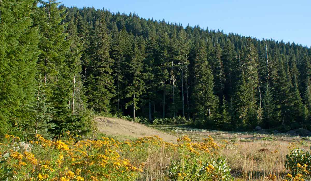 forestry 4 FBTW