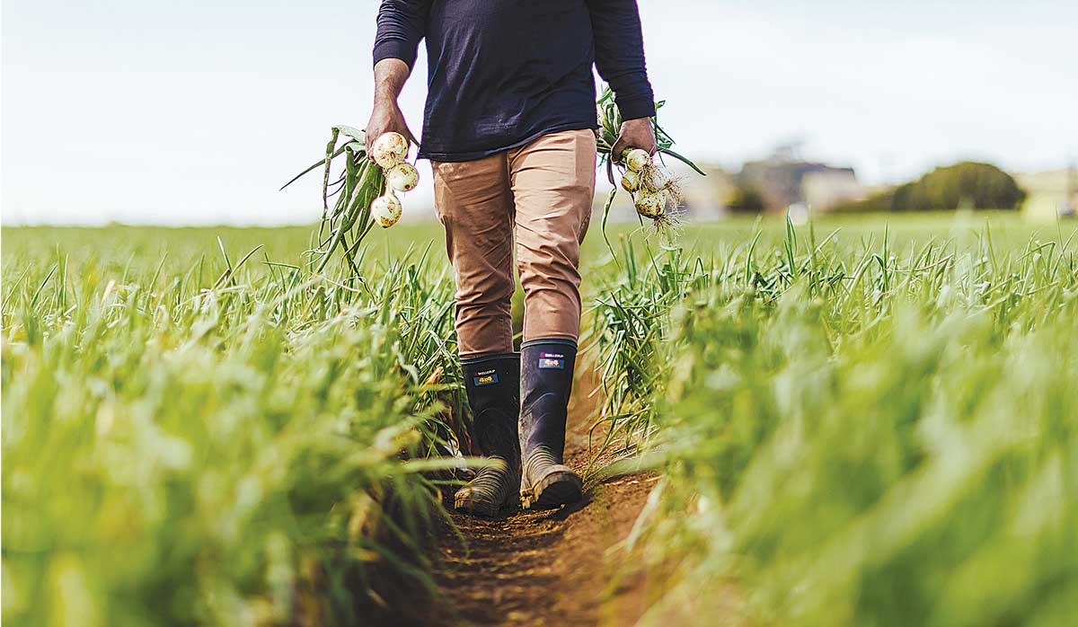 horticulture onions farmer FBTW