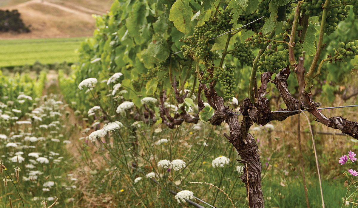 organic wine conference 3 FBTW