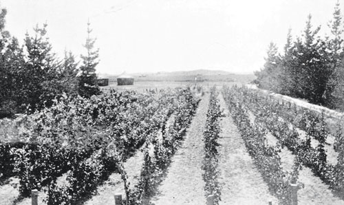 original-herd-vineyard