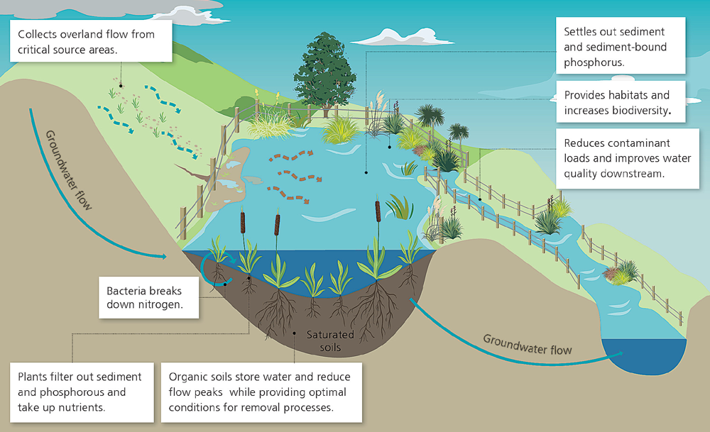 How wetlands protect plants and help to reduce flooding.