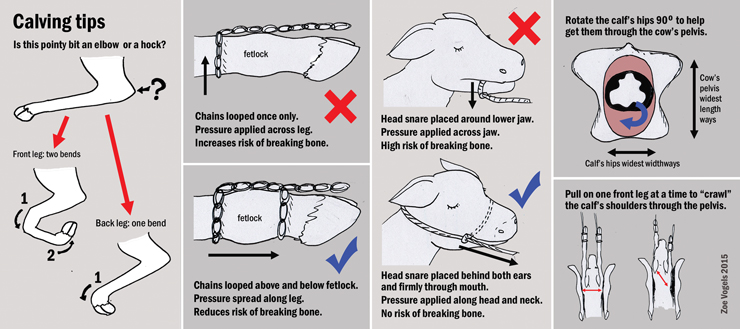 Calving-tips