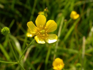 Giant Buttercup, Ranunculus acris.