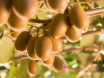 NZKGI chief executive Colin Bond says growers who've lived on orchards for decades had never seen anything like the storm that hit the upper North Island in late January.