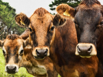 Animal health experts are warning that the outbreak of Mycoplasma bovis disease on a large South Canterbury farm could be “a potential game changer”.