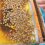 Bee industry moves towards one body  