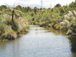 Riparian planting.