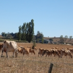 Drought worst in nearly 70 years 