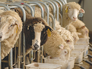 It is important to both train and transition sheep to give them time to adjust to grain feeding.