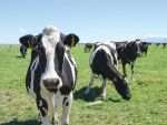 Cows emitting less nitrogen