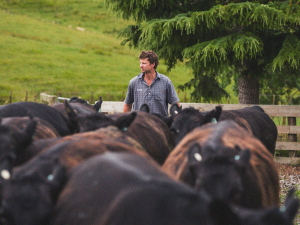 Matangi Angus Beef farm manager Jamie Gaddum.