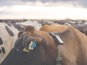 Another Aussie state market opens for Halter