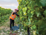 Harvest at Nautilus. Photo: Richard Briggs.