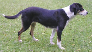 A good example of a conformation photo.