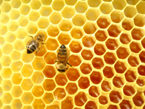 The High-Value Nutrition Science Challenge are funding an investigation into native honey composition.