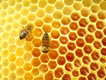 New investigation into native honey