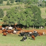 Right diet helps cows keep cool
