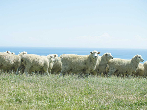 BNZ’s 2020/21 season average lamb price forecast of $6.60/kg sits close to the past five-year average.