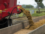 Maize silage being fed out into a feedpad.