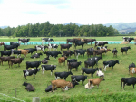 A 400 cow dairy herd produces about $10,000 of nutrients annually as farm dairy effluent.
