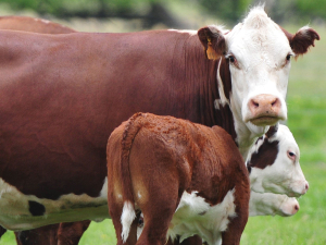 In most beef breeding-only systems, the overall worm challenge is fairly low.