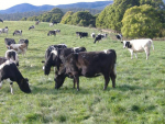 Compensation issues need to be clarified in the government’s biosecurity response guide, says a new report on New Zealand’s veterinary services.