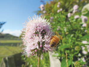 Providing bees with a steady supply of forage will help them stay healthy and strong.